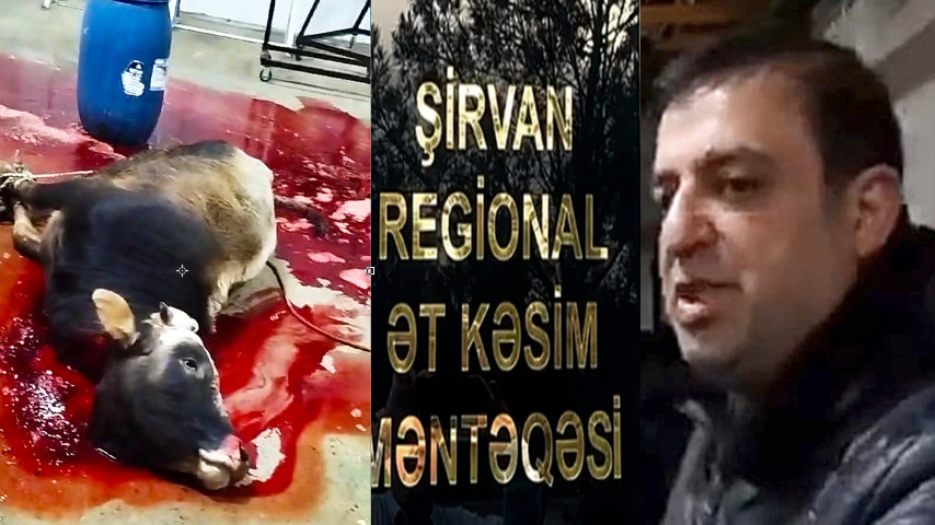 Şirvan Regional Ət Kəsim Məntəqəsində NƏ BAŞ VERİR: