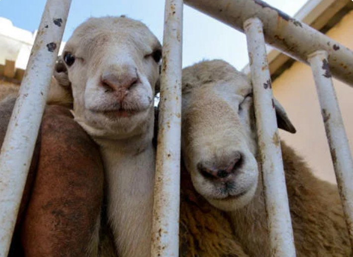 Qurban kəsmək qadağan edildi