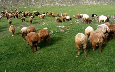 ƏT NİYƏ BAHADIR?-Ekspert açıqlaması..