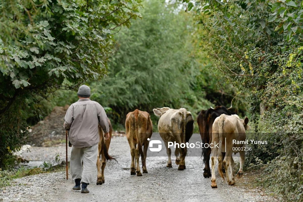 Samuxda çoban qonşu fermanı qarət etdi, həbs olundu