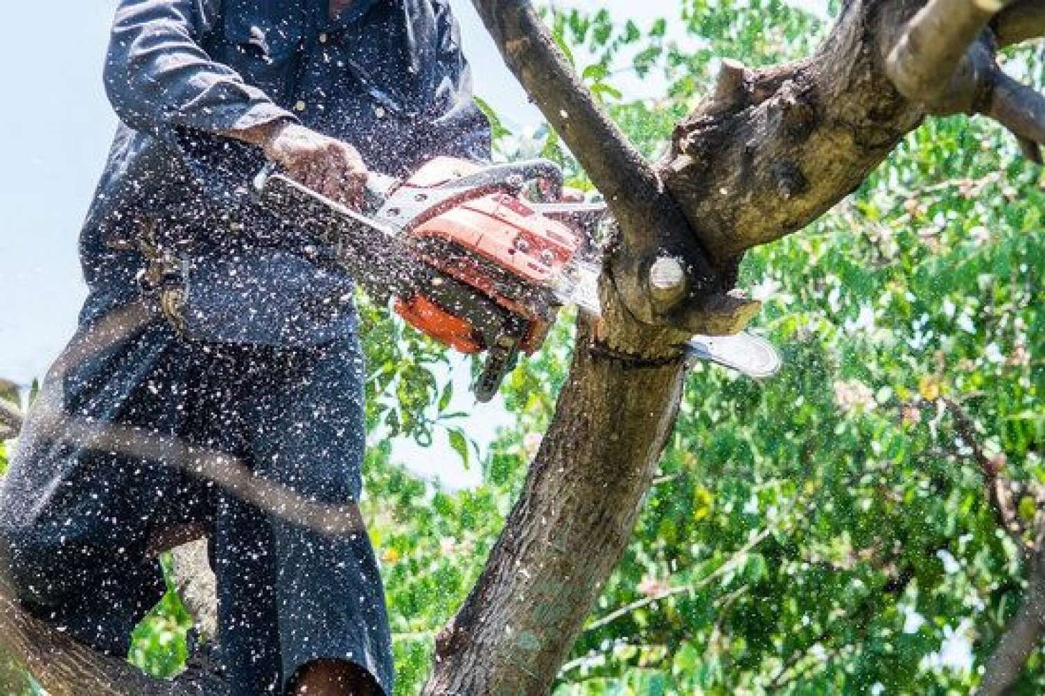 Qubada ağaclar kütləvi kəsilib? - DETALLAR