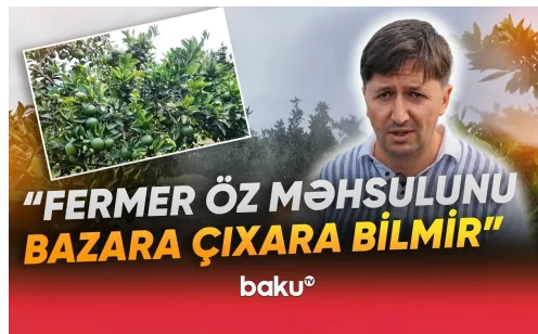 Astara bağlarında təhlükəli vəziyyət: Fermerlər çıxış yolu axtarırlar - VİDEO