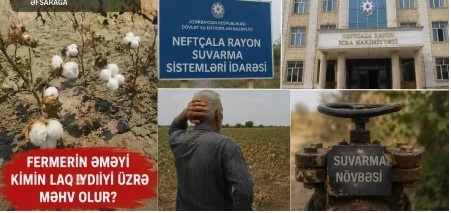 Neftçalada fermerin 19 hektarı susuzluqdan məhv olur-ŞİKAYƏT