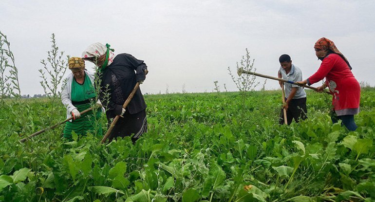 Fermerlərə böyük dəstək: Yeni subsidiya məbləğləri açıqlandı