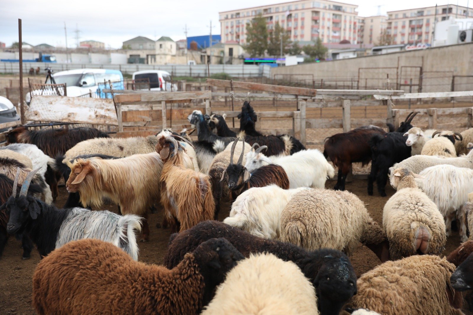 Heyvan bazarları ilə bağlı rəsmi açıqlama