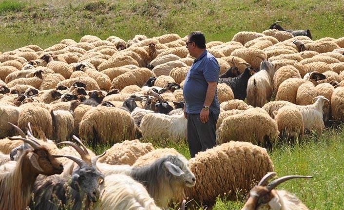 Yeni subsidiya: 500 qoyunu olan əlini qaldırsın!